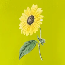 Slunečnice otočená