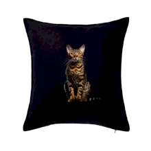 Bengálská kočka černá fotka