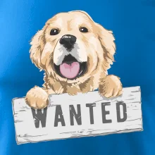 Zlatý retriever - štěně wanted