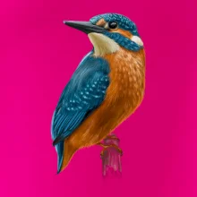 Lednáček kreslený