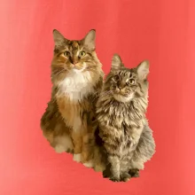 Kočky vectorizované  (Moňas)