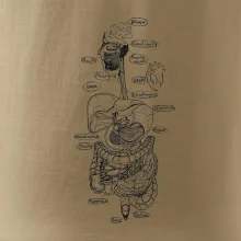 Skica lidských orgánů