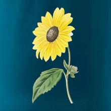 Slunečnice otočená