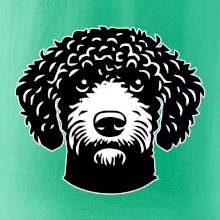 Lagotto romagnolo hlava na prsu