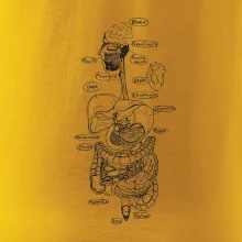 Skica lidských orgánů