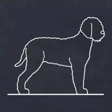 Lagotto romagnolo stojící