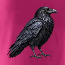 Zvířata Jizerských hor- Krkavec velký