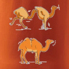 Pravda o velbloudech