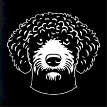 Lagotto romagnolo hlava na prsu