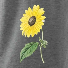 Slunečnice otočená