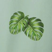 Monstera - dva listy Monstera - dva listy