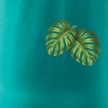 Monstera listy na prsu