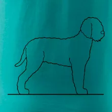 Lagotto romagnolo stojící