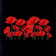 Vlčí mák v řadě