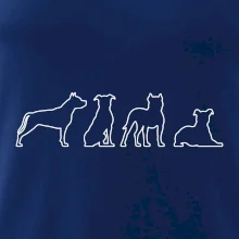 Americký stafordširský teriér v různých pozicích