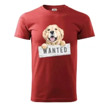 Zlatý retriever - štěně wanted