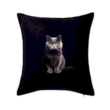 Britská kočka černá fotka