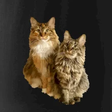 Kočky vectorizované  (Moňas)