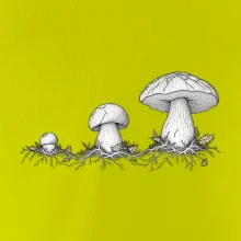 Životní cyklus hřibu