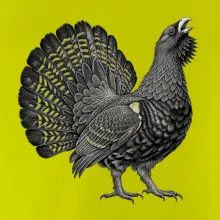 Zvířata Šumavy – Tetřev hlušec