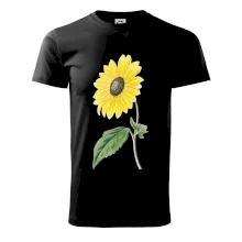 Slunečnice otočená