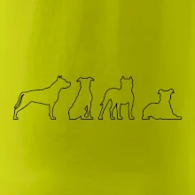 Americký stafordširský teriér v různých pozicích