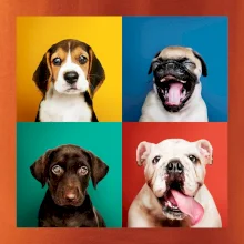 Psi štěňata koláž