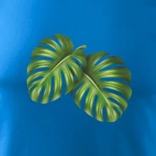 Monstera - dva listy