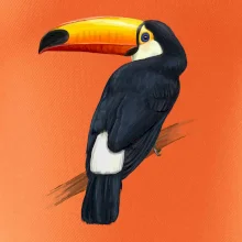 Tukan kreslený