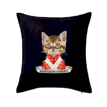 Napoleon domácí kočka