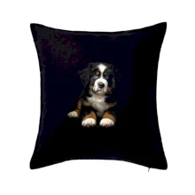 Bernský salašnický pes štěně černá fotka