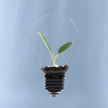 Žárovka květináč