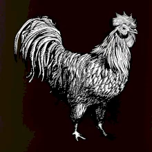 Kohout kreslený černobílý