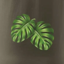 Monstera - dva listy