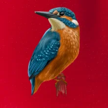 Lednáček kreslený