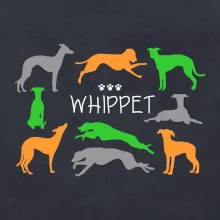 Whippet barevný