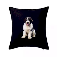 Lagotto romagnolo fotka ve tmě