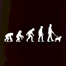 Lagotto romagnolo Evoluce