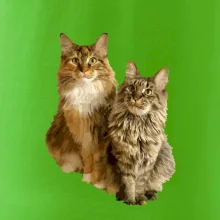 Kočky vectorizované  (Moňas)