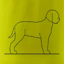 Lagotto romagnolo stojící