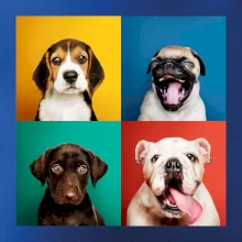 Psi štěňata koláž