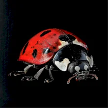 Beruška za ze předu černá fotka