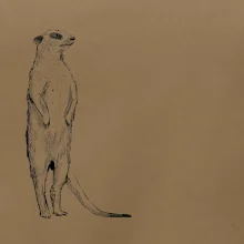 Surikata černá kresba