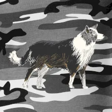 Border kolie kreslená