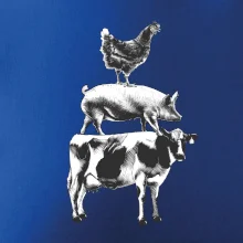 Slípka prase kravka