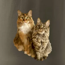 Kočky vectorizované  (Moňas)