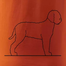 Lagotto romagnolo stojící