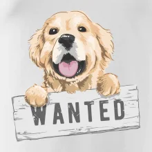 Zlatý retriever - štěně wanted