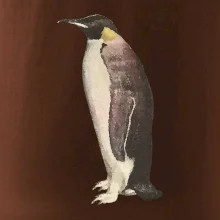 Tučňák kreslený vodovými barvami