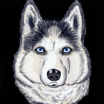 Husky hlava - kreslený